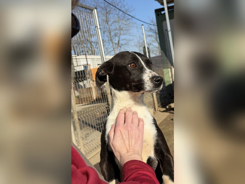 Collie, noch so jung …..wer möchte ihr die Welt zeigen?