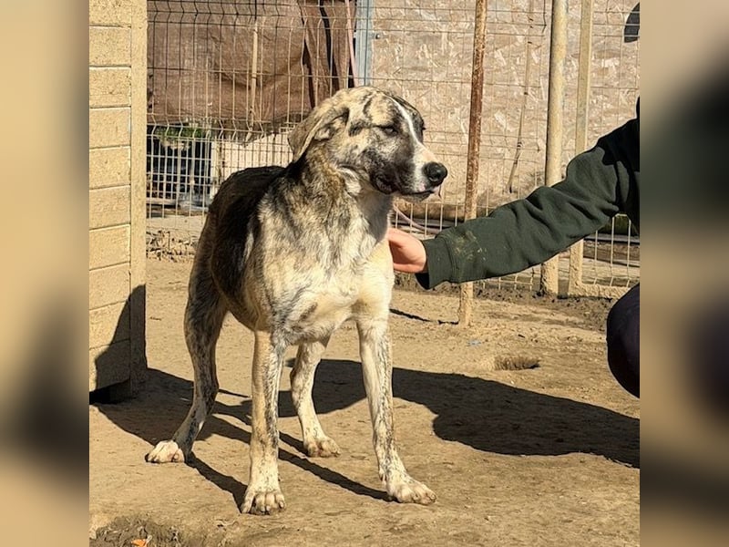 Nathan, aktiv und verspielt