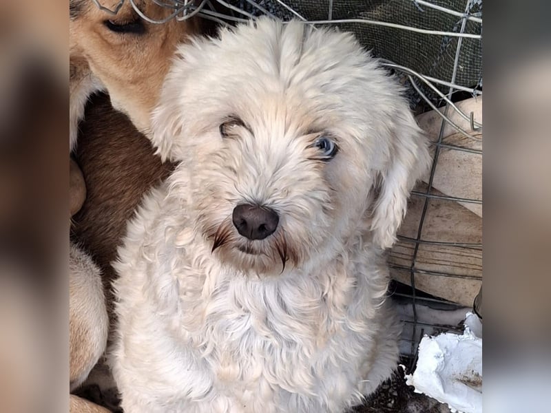 Chioni-sucht ein Zuhause / eine Pflegestelle