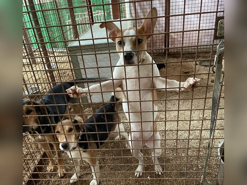 Tina, verspielt und freundlich. Vermittlung nur nach A/CH/NL oder SWE