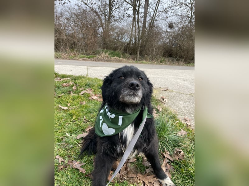 Morzsi, freundliche Seniorin sucht warmes Plätzchen