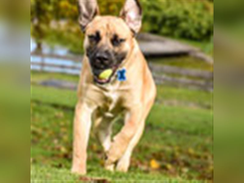 Sam 1-Vermittlungshilfe / Auf PS in 3240 Mank (Österreich)