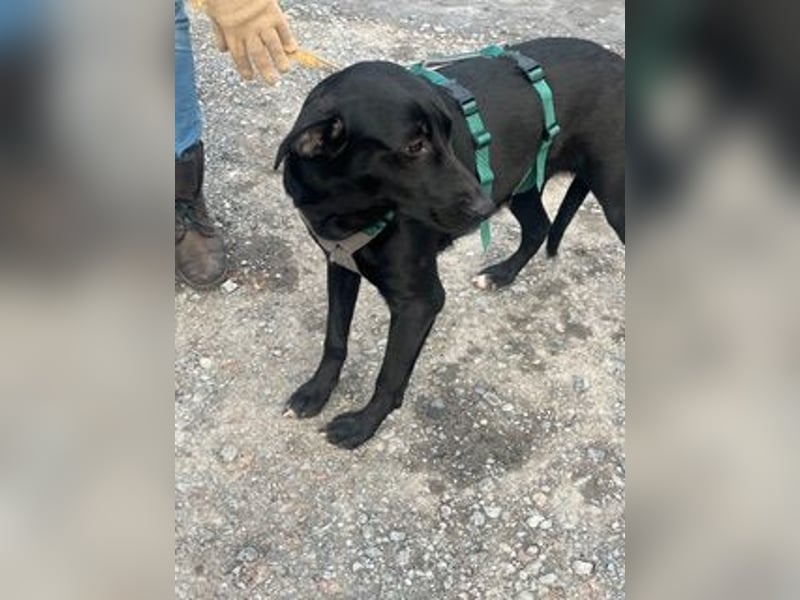 Rebeka, freut sich auf ihre Menschen auf Pflegestelle in Kerpen