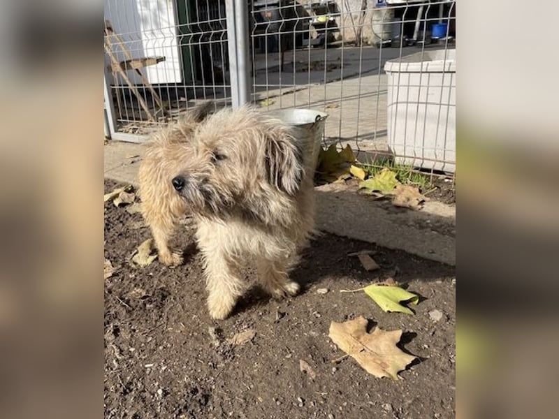 Kadarka, süß, freundlich und zutraulich