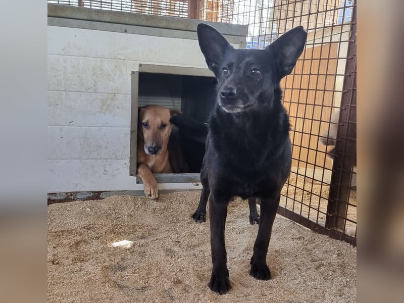 Helen, ruhiges Zuhause gesucht. Gerne als Zweithund