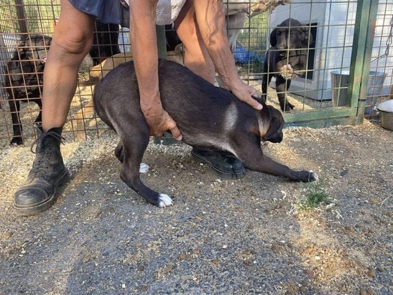 Nati, bildhübsches Hundemädchen