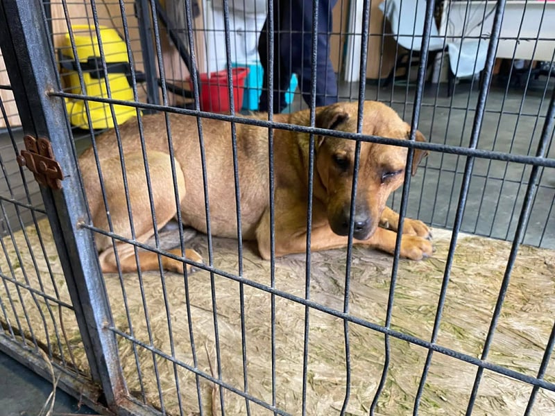 Szilva sucht ruhiges Zuhause