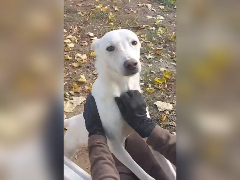 Laika freut sich auf aktive Menschen