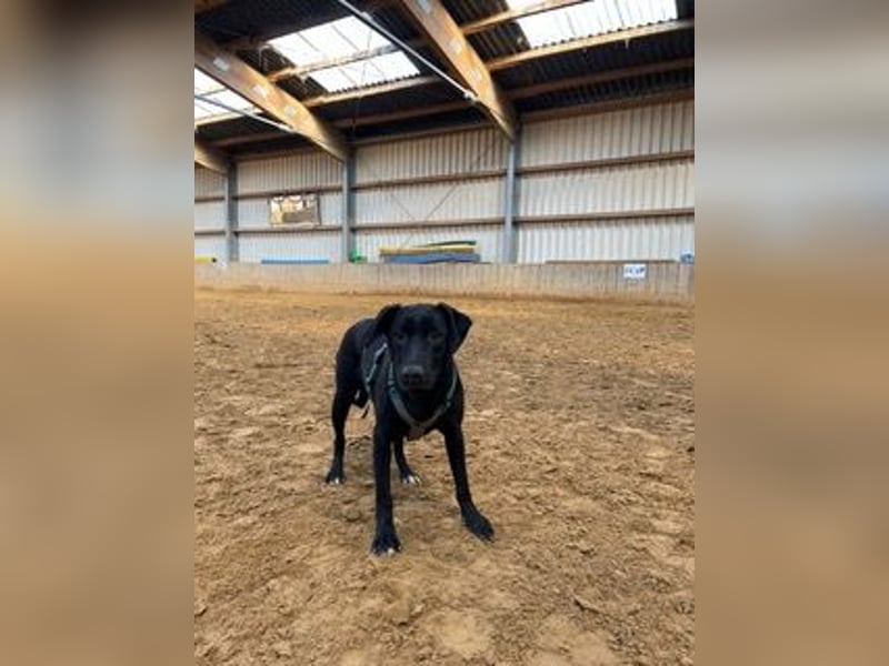 Rebeka, freut sich auf ihre Menschen auf Pflegestelle in Kerpen