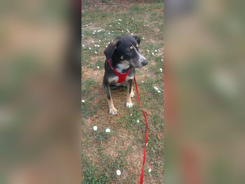 Nelly sucht ein zu Hause
