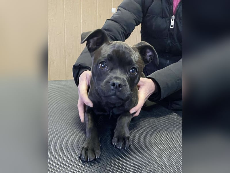 Lenda, kleine Bully-Mix Hündin sucht Traumzuhause