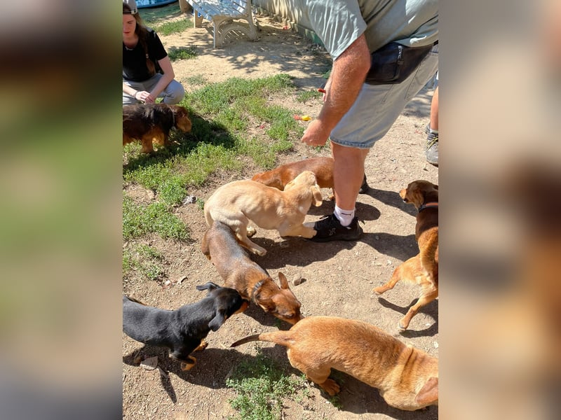 Labtacs, so süß und verschmust