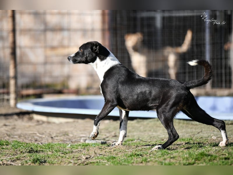 Collie, noch so jung …..wer möchte ihr die Welt zeigen?