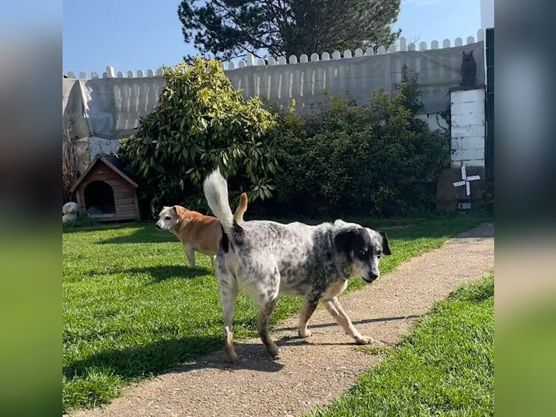 Pepsi, süßer Senior spielt noch gerne Ball