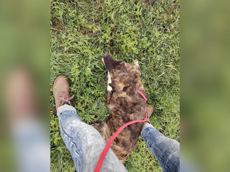 Dombi, junger Hund mit großem Herz