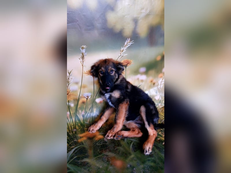 Elea sucht ihr zu Hause