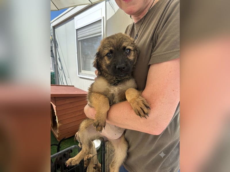 Wonderwoman, kleine Kämpferin sucht Traumzuhause