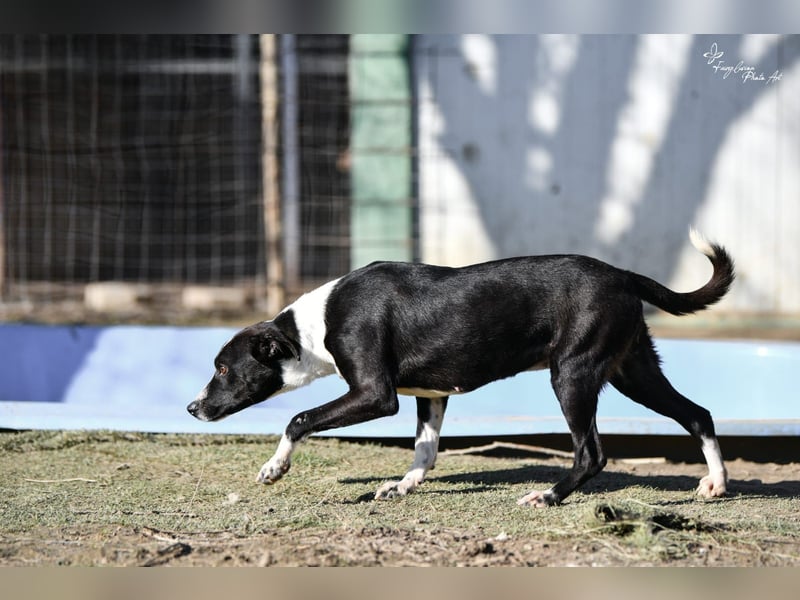 Collie, noch so jung …..wer möchte ihr die Welt zeigen?