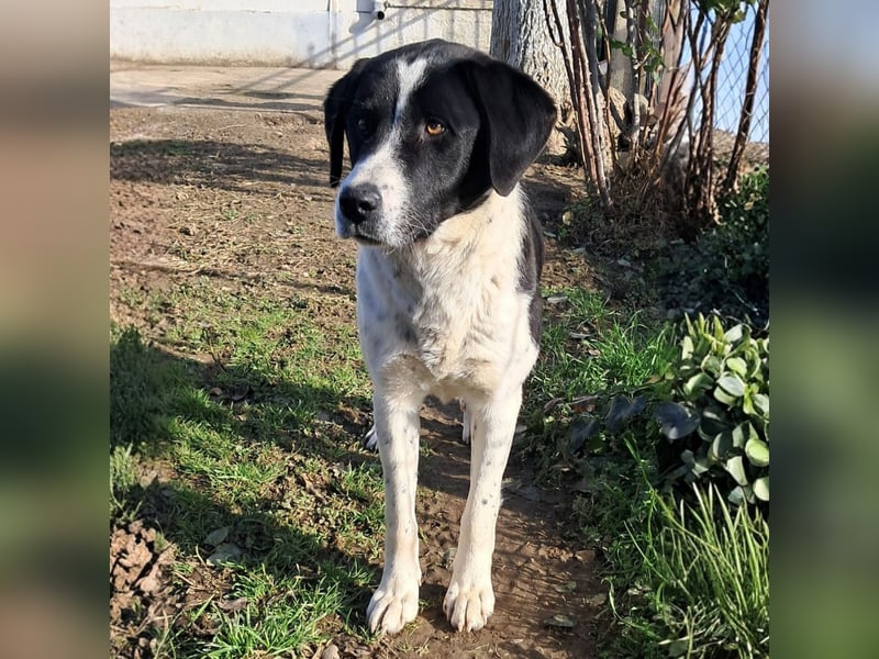 Sophia sucht ein Zuhause / eine Pflegestelle