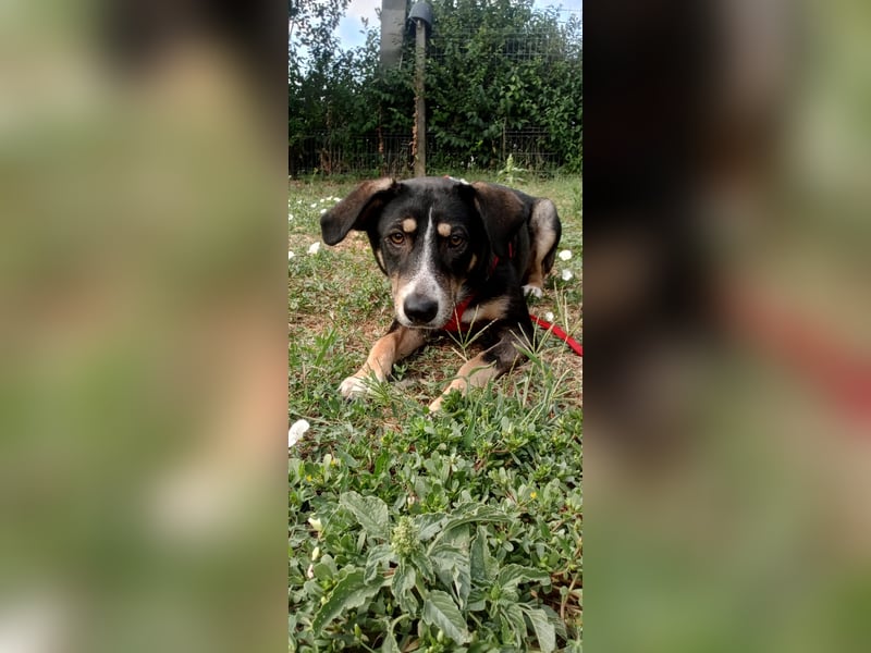 Nelly sucht ein zu Hause