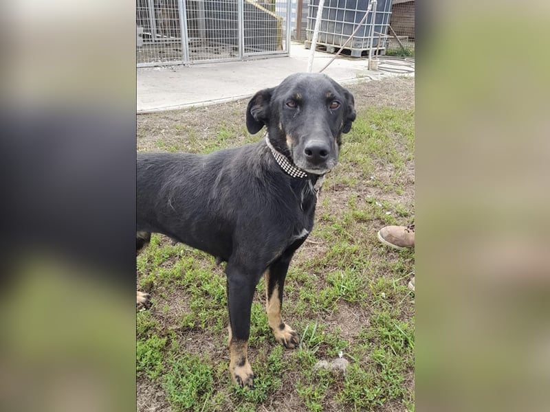 Gabriella, eine aufgeschlossene Maus sucht ihre Familie