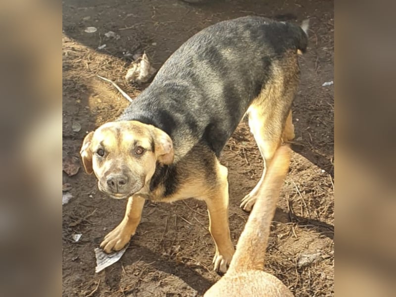 Csipet, lernwillig und zurückhaltend