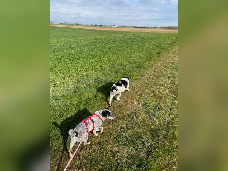 Foltina,Knutschkugel  darf auf der Pflegestelle in Zülpich besucht werden