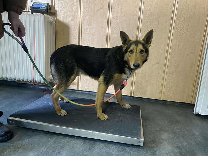 Trevor, kleiner Süssling sucht ein Zuhause