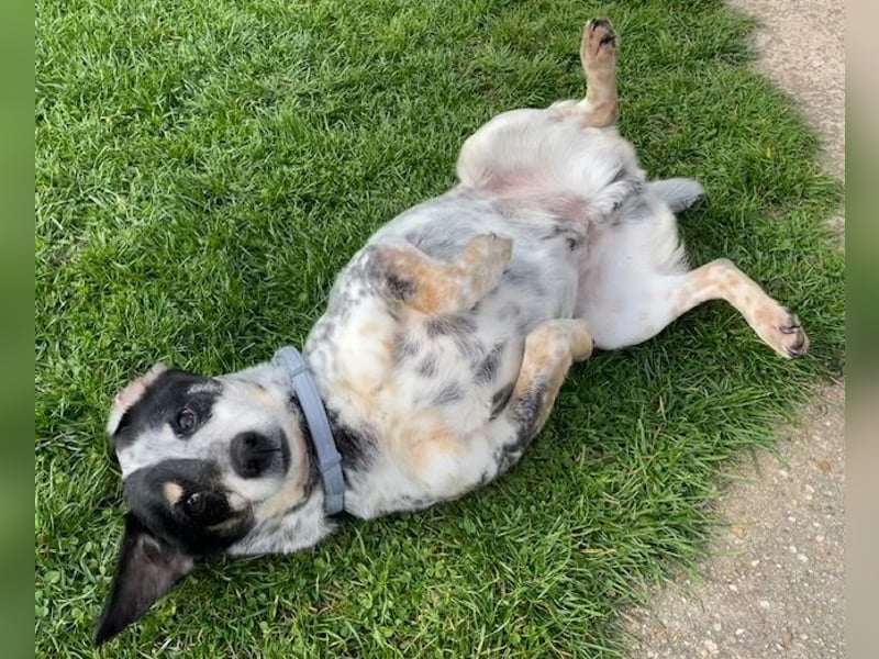 Pepsi, süßer Senior spielt noch gerne Ball