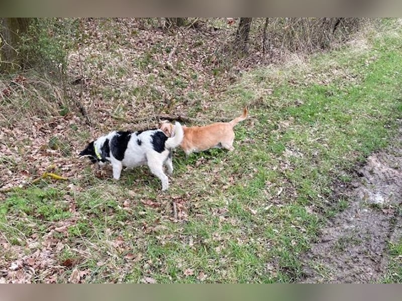 Foltina,Knutschkugel  darf auf der Pflegestelle in Zülpich besucht werden