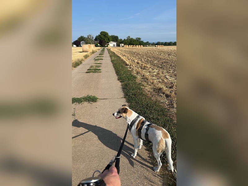 Bajos,, toller Wegbegleiter hat unverschuldet sein Zuhause verloren