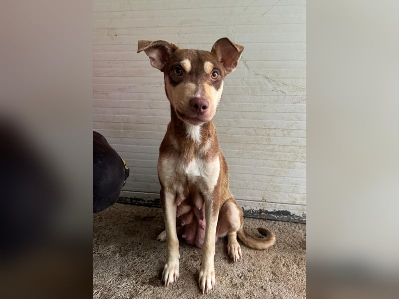 Stella, Mädel,1 ½ Jahre, ca. kniehoch, wird offener, ist ein bisschen vorsichtig bei Menschen