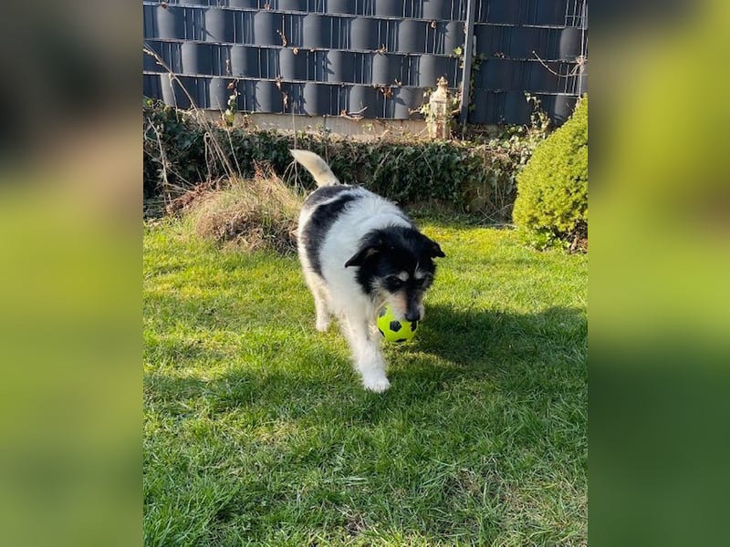 Foltina,Knutschkugel  darf auf der Pflegestelle in Zülpich besucht werden