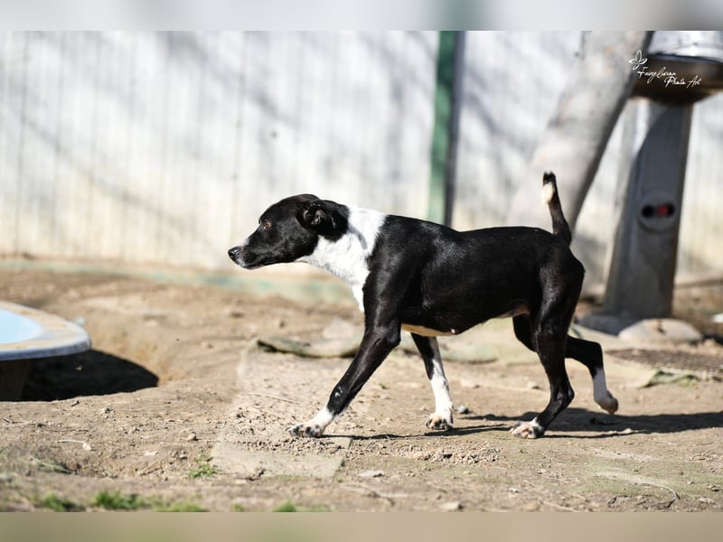 Collie, noch so jung …..wer möchte ihr die Welt zeigen?