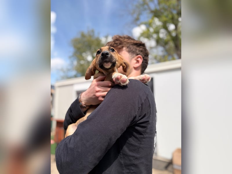 Dobby möchte die Welt entdecken