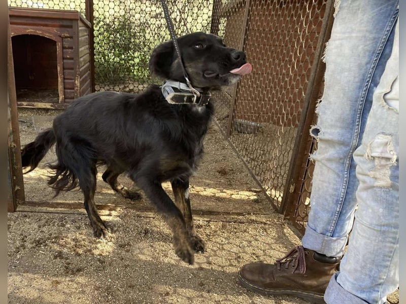 Liget, süße Hundemama sucht ihre Familie