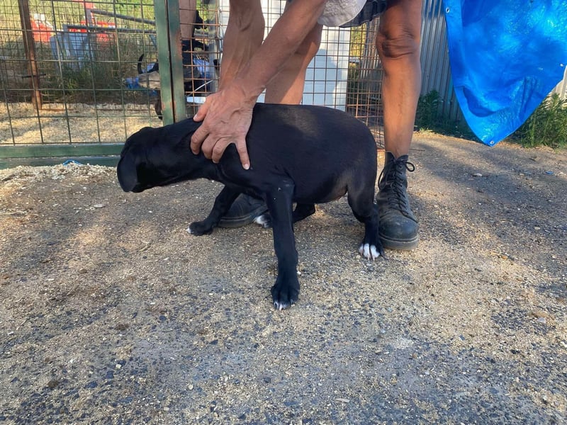 Rebeka, freut sich auf ihre Menschen auf Pflegestelle in Kerpen