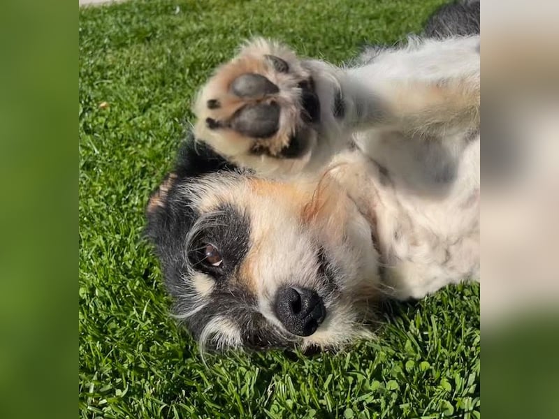 Foltina,Knutschkugel  darf auf der Pflegestelle in Zülpich besucht werden