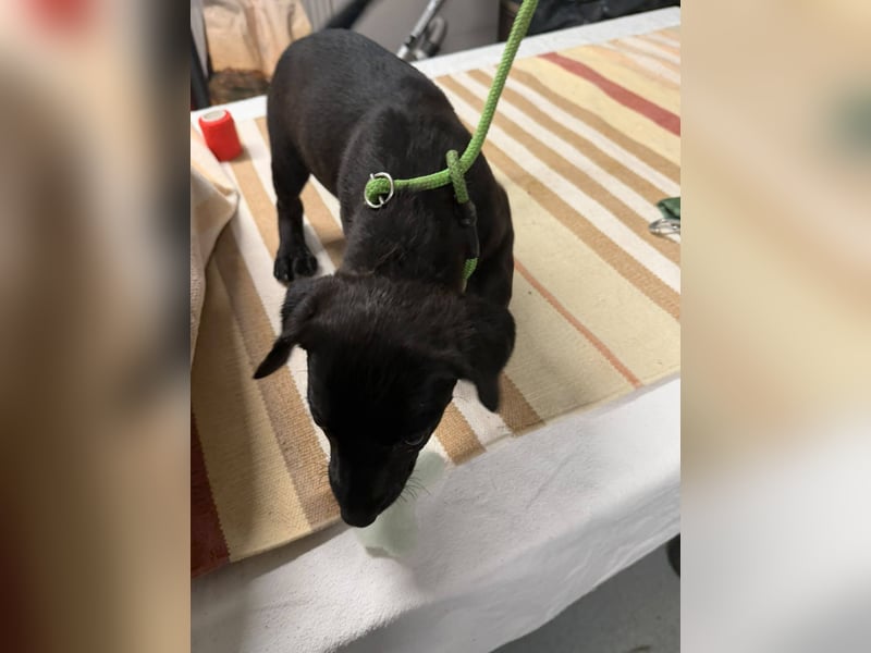 Kilimandscharo, süße Maus möchte aus dem Tierheim raus