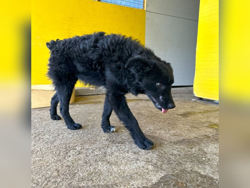 Eryx, fröhlicher 2 jähriger Rüde, mittlere Größe, verspielt, lebensfroh, lieb, menschenbezogen, akti