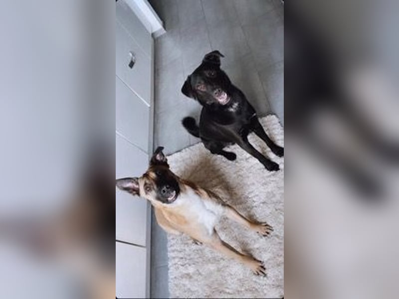 Pacco verliert unverschuldet sein liebevolles Zuhause