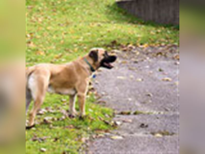 Sam 1-Vermittlungshilfe / Auf PS in 3240 Mank (Österreich)