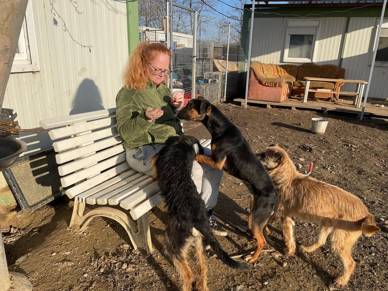 Flector, aufgeschlossene Hündin im Besten Alter