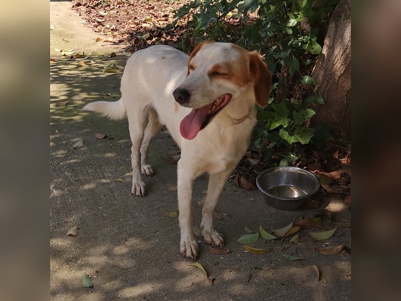 Lio- Mischlingshund sucht ein Zuhause/Pflegestelle