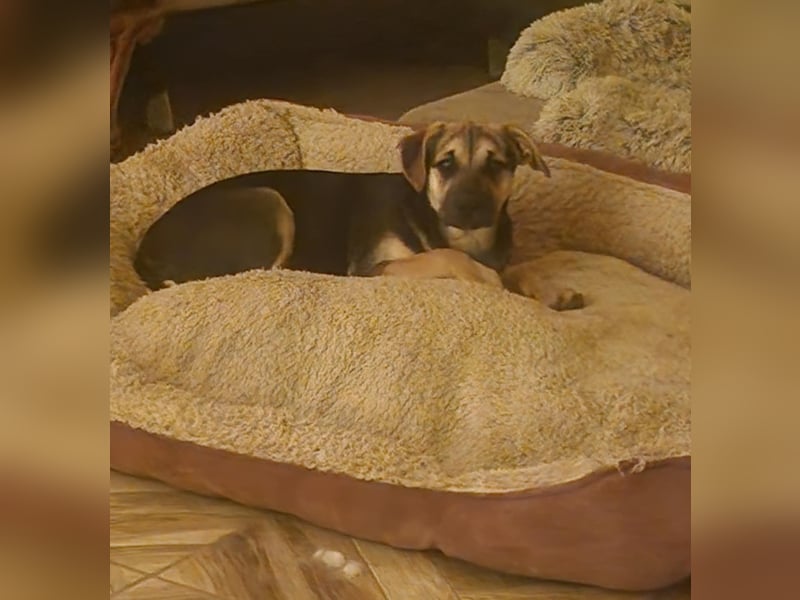 Csipet, lernwillig und zurückhaltend