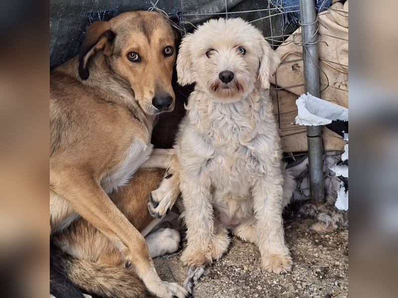 Chioni-sucht ein Zuhause / eine Pflegestelle