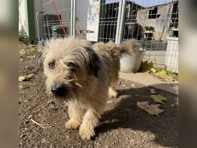 Kadarka, süß, freundlich und zutraulich