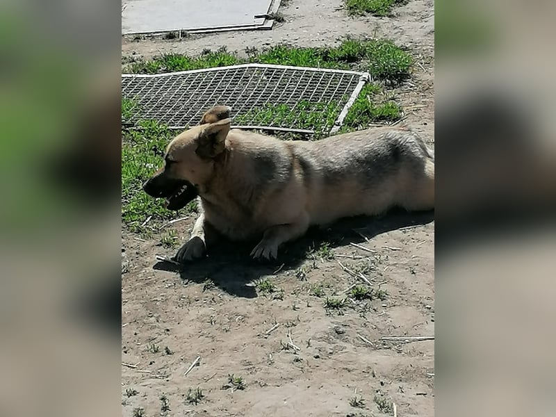 Zoral, wurde wie Müll entsorgt