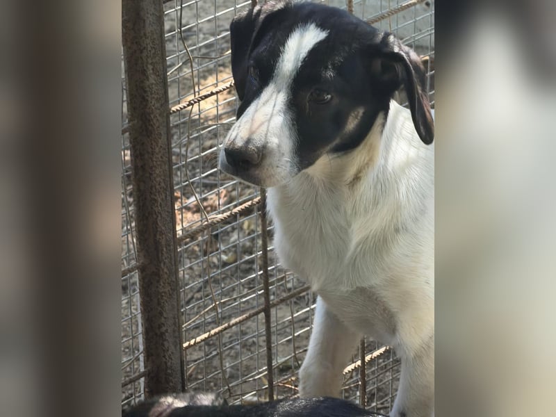 Leia, süße Maus sucht aktive Family