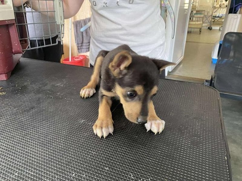 Trevor, kleiner Süssling sucht ein Zuhause